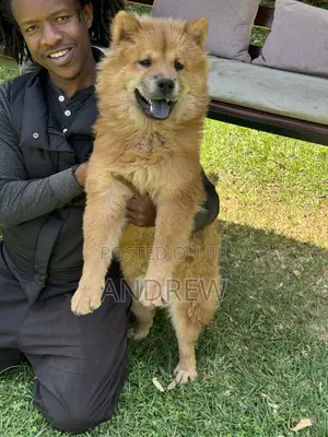 1+ year Male Purebred Chow Chow