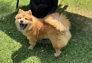 1+ year Male Purebred Chow Chow