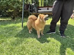 1+ year Male Purebred Chow Chow