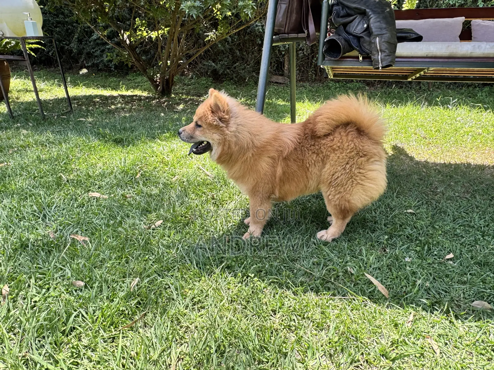 1+ year Male Purebred Chow Chow