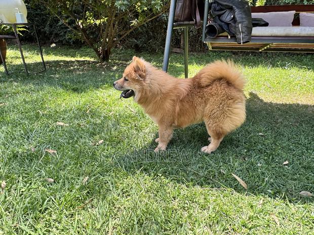1+ year Male Purebred Chow Chow