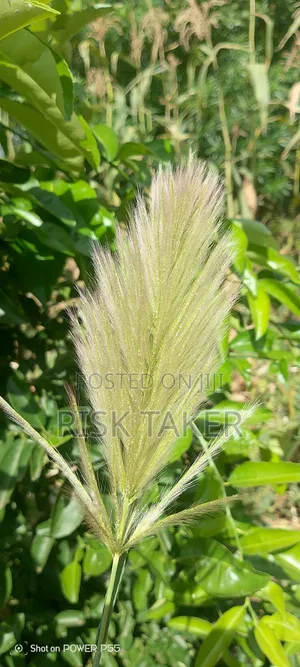 Grass Flower