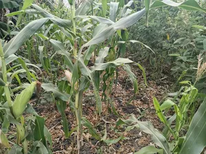 Plots for Sale