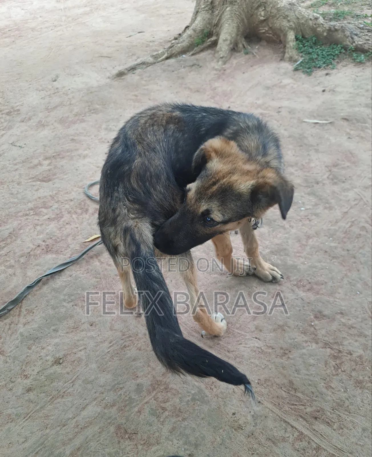 3-6 months Male Purebred German Shepherd