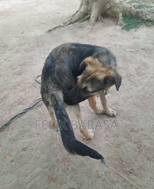 3-6 months Male Purebred German Shepherd