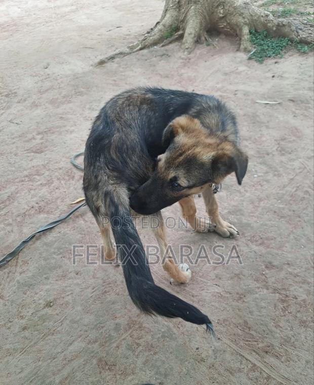 3-6 months Male Purebred German Shepherd