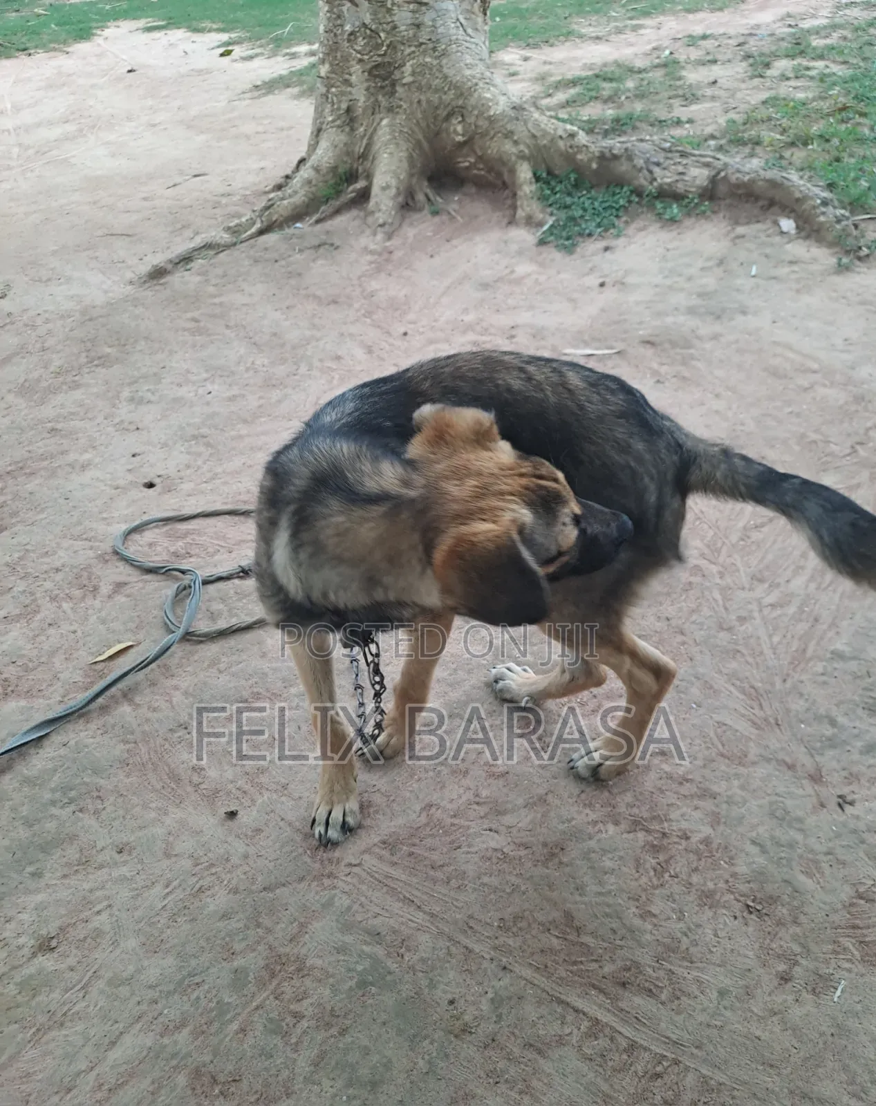 3-6 months Male Purebred German Shepherd