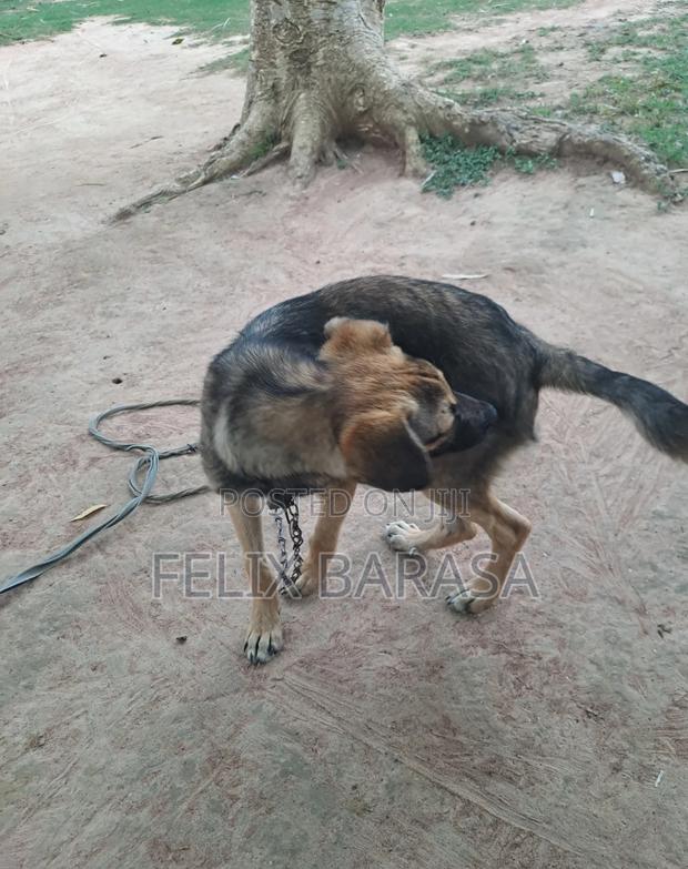 3-6 months Male Purebred German Shepherd - thumbnail 2