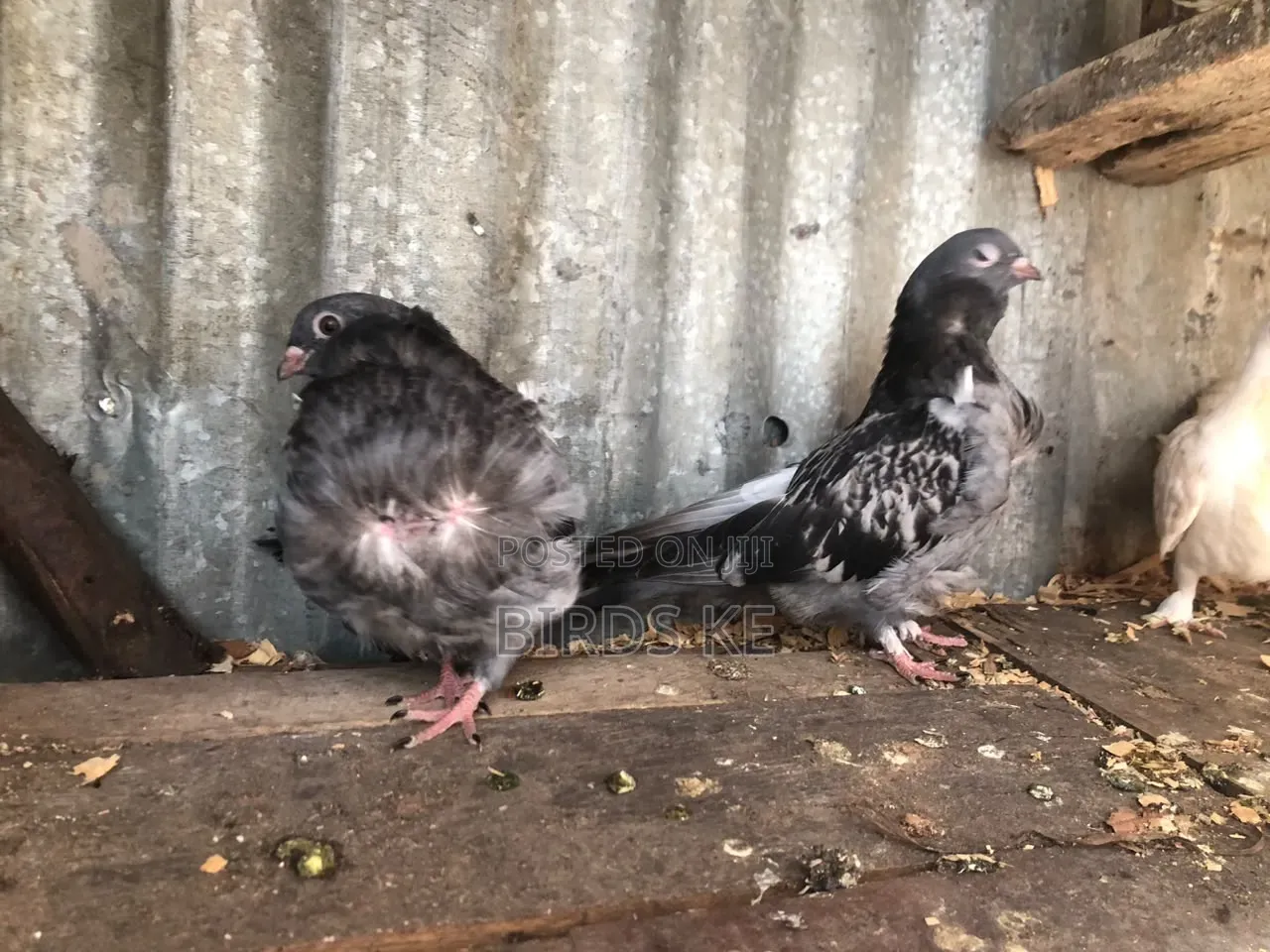 Chinese Owl Pigeon Pair