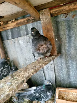 Chinese Owl Pigeon Pair