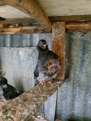 Chinese Owl Pigeon Pair