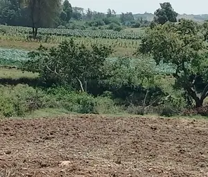 2000 Acres of Agricultural Land for Lease in Nanyuki Ksh. 20,000