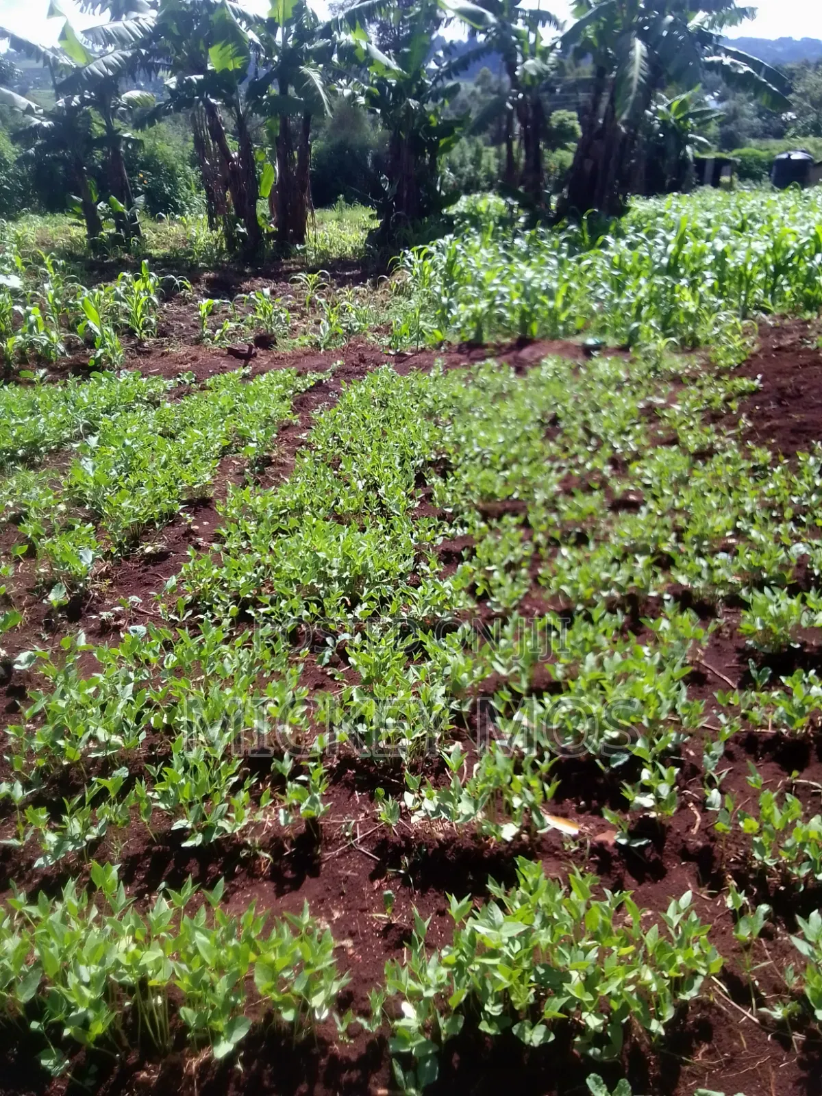 Selling Land 2points Cheplengu Shopping Center Nandi County