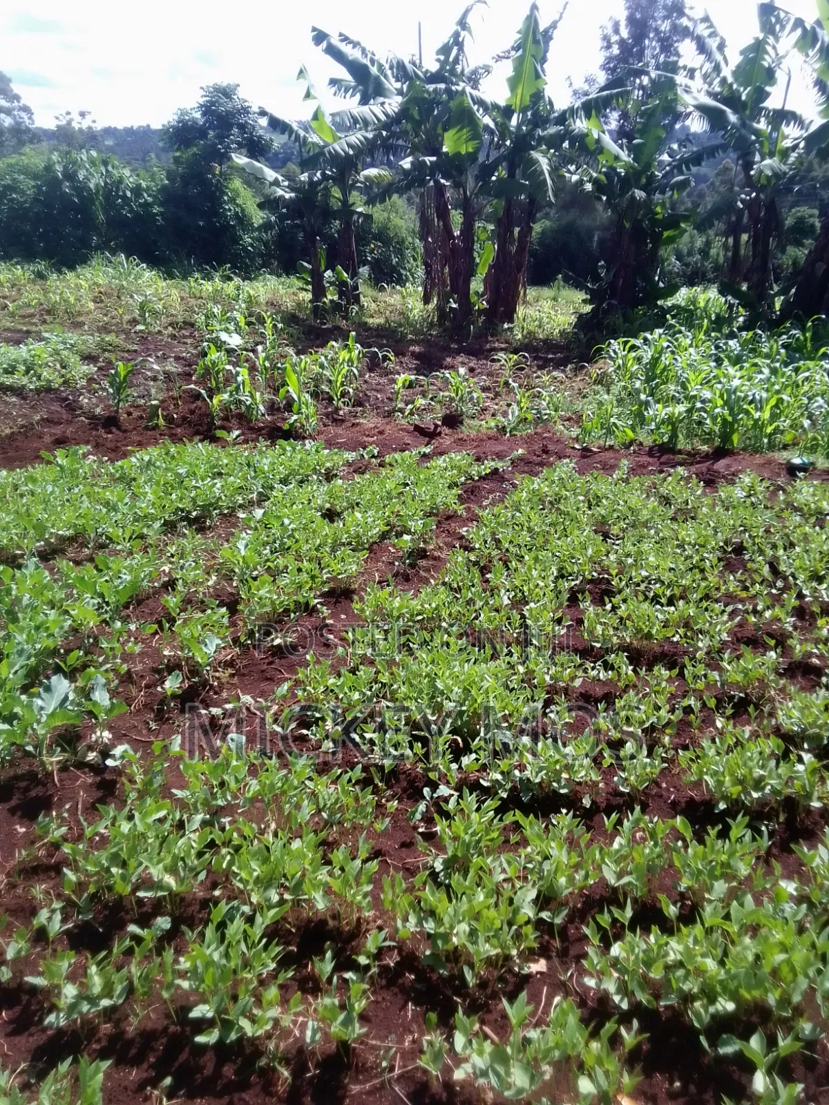 Selling Land 2points Cheplengu Shopping Center Nandi County
