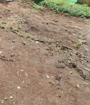 Plot for Leasing 100x50 in Ruiru at Ksh. Per Month