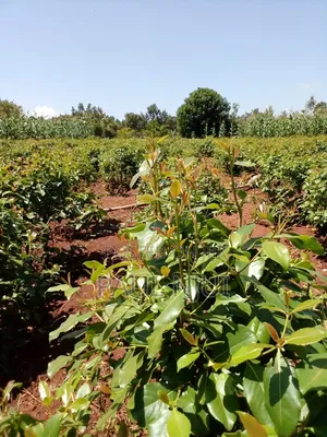 6 Acres Mirraa Farm in Embu