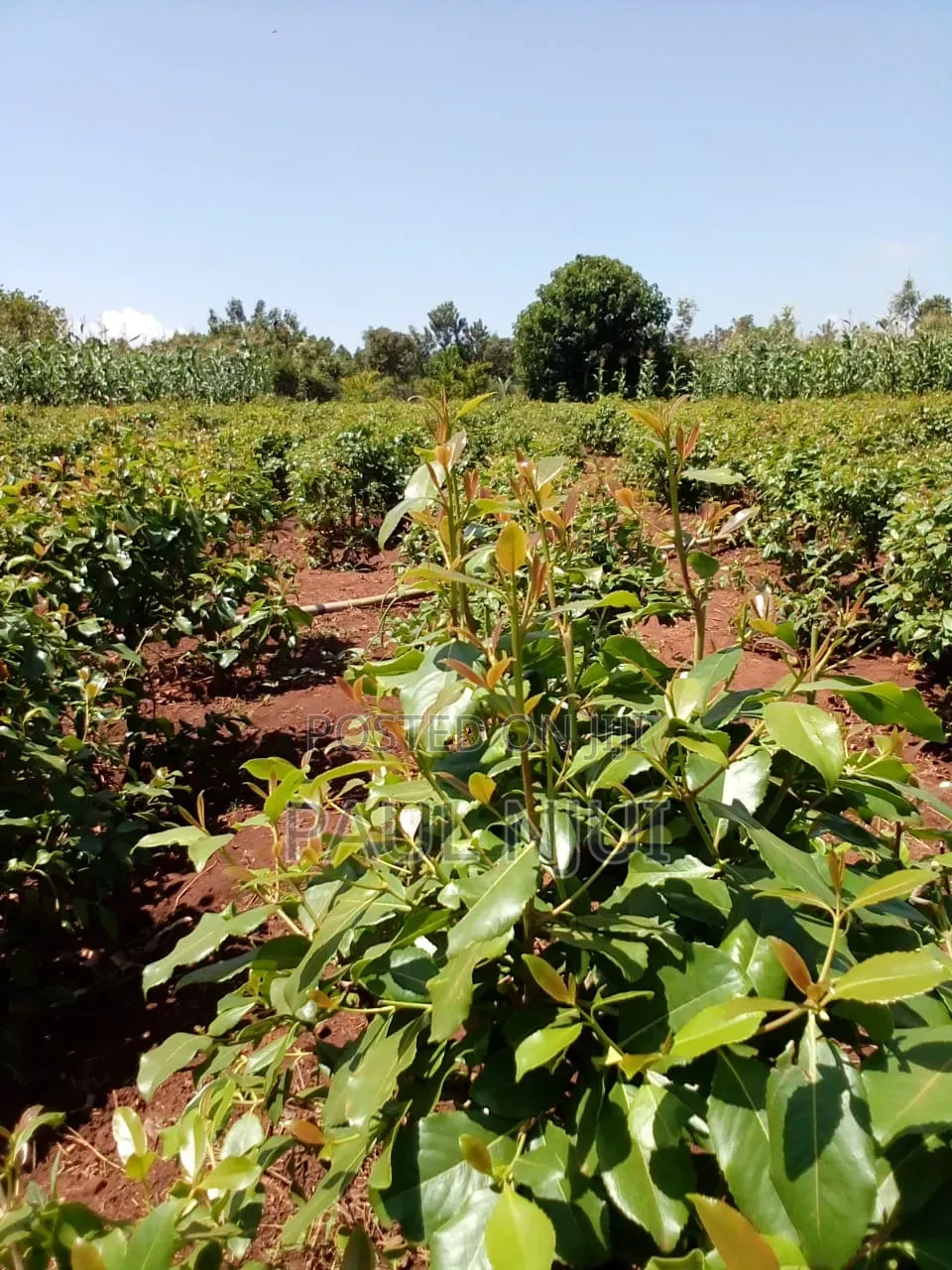 6 Acres Mirraa Farm in Embu