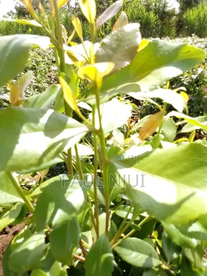 6 Acres Mirraa Farm in Embu