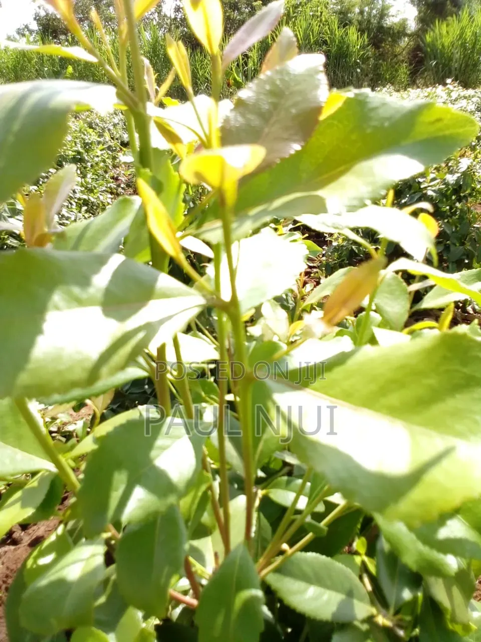 6 Acres Mirraa Farm in Embu