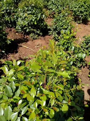 6 Acres Mirraa Farm in Embu