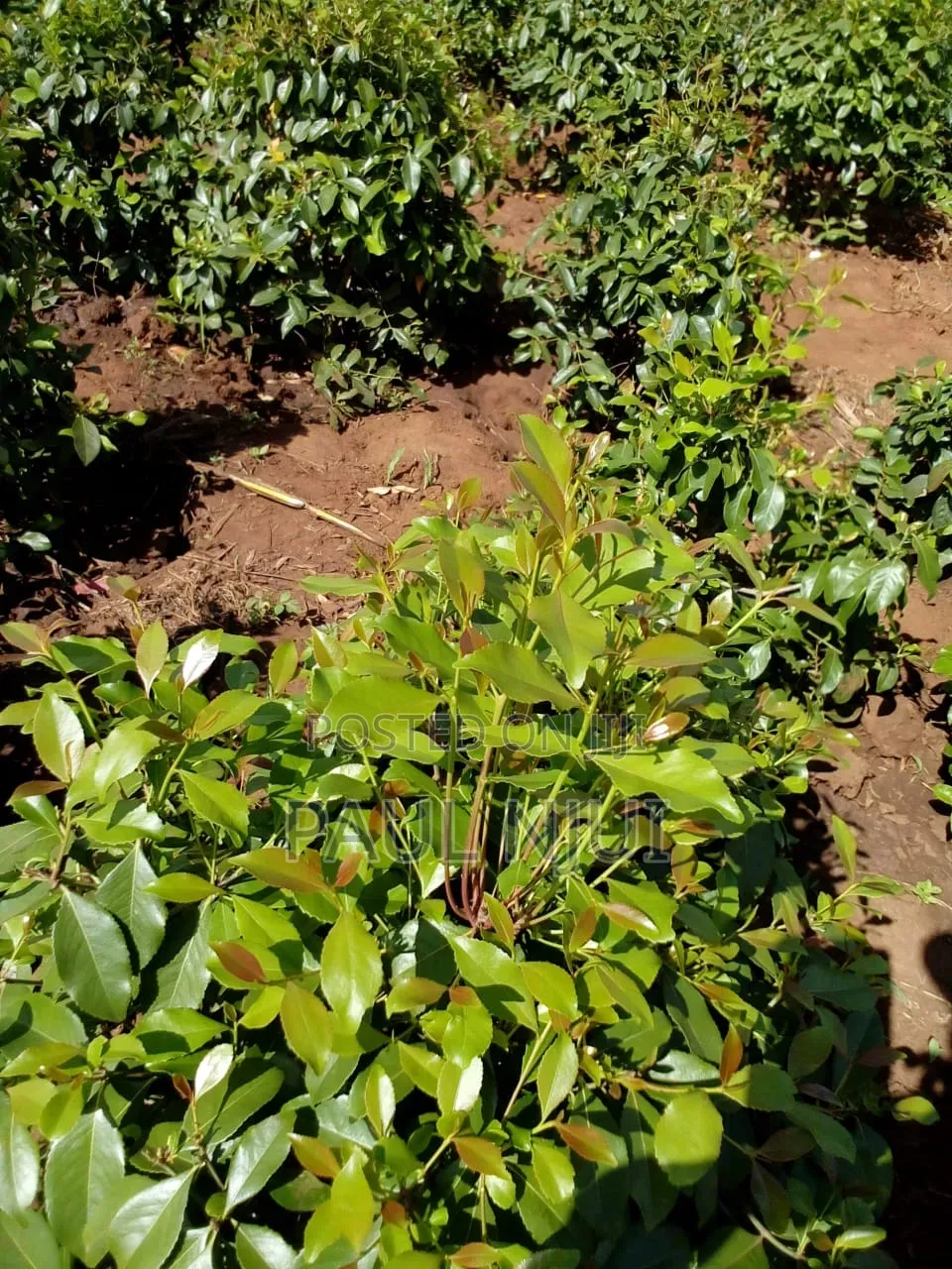 6 Acres Mirraa Farm in Embu