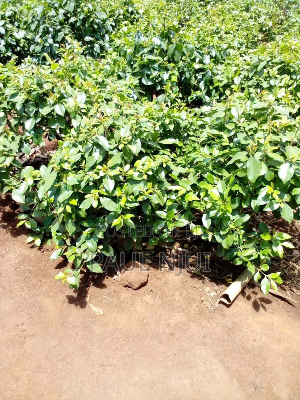 6 Acres Mirraa Farm in Embu
