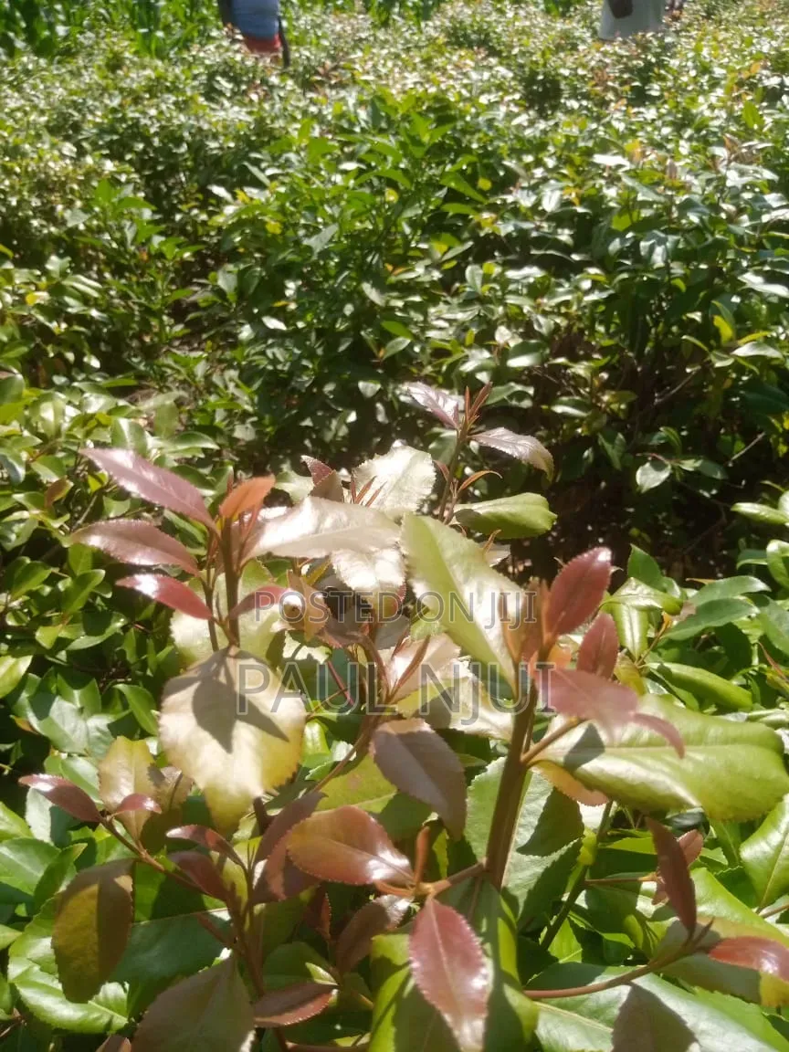 6 Acres Mirraa Farm in Embu