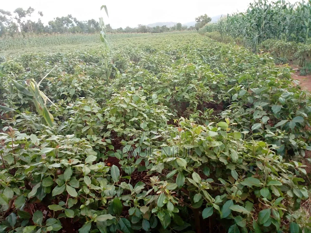 6 Acres Mirraa Farm in Embu