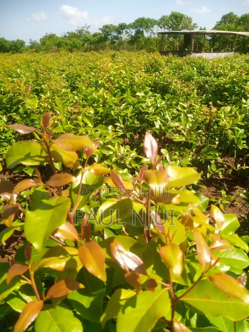6 Acres Mirraa Farm in Embu