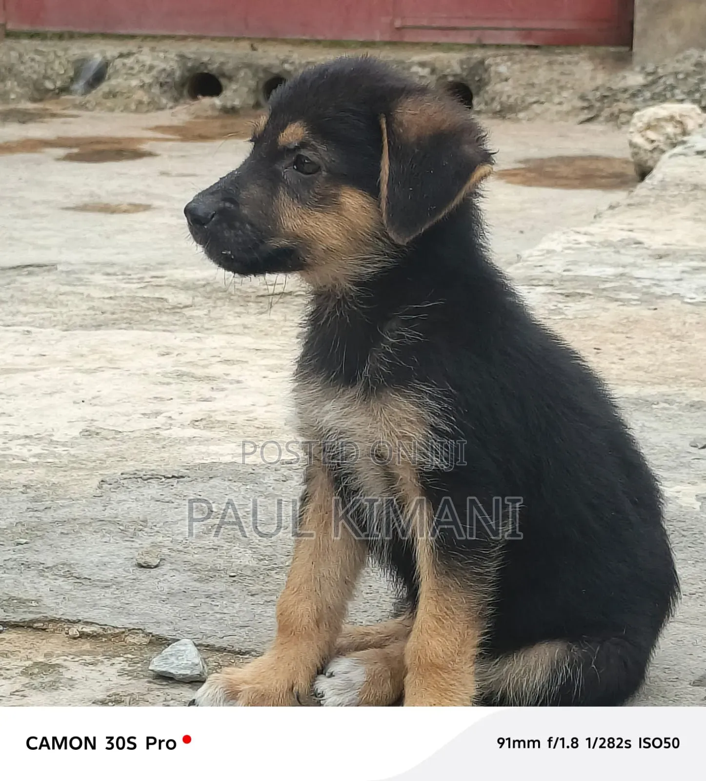 1-3 months Male Purebred German Shepherd