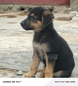 1-3 months Male Purebred German Shepherd