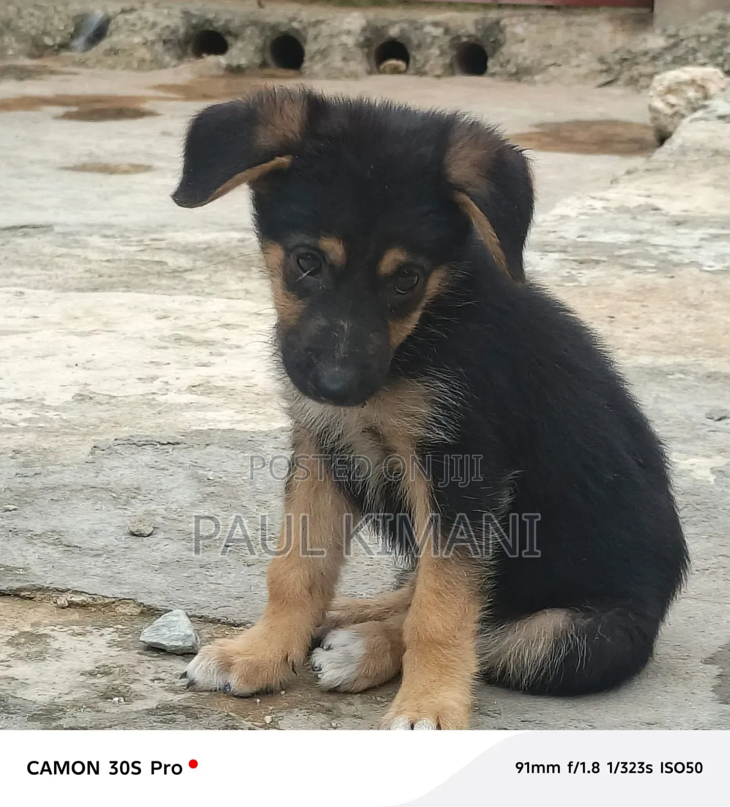 1-3 months Male Purebred German Shepherd