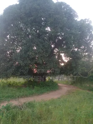 Slightly Big Than 1/2 Acre at Kinondo/Ganja La Simba on the Highway.