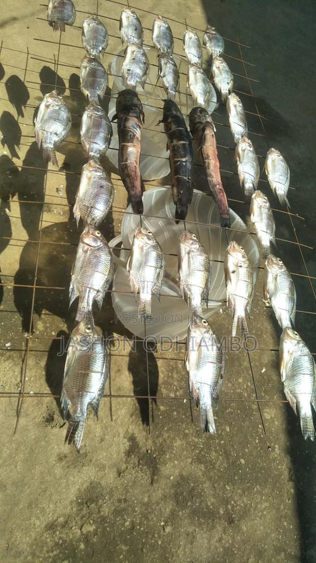 Fresh Tilapia for Sale