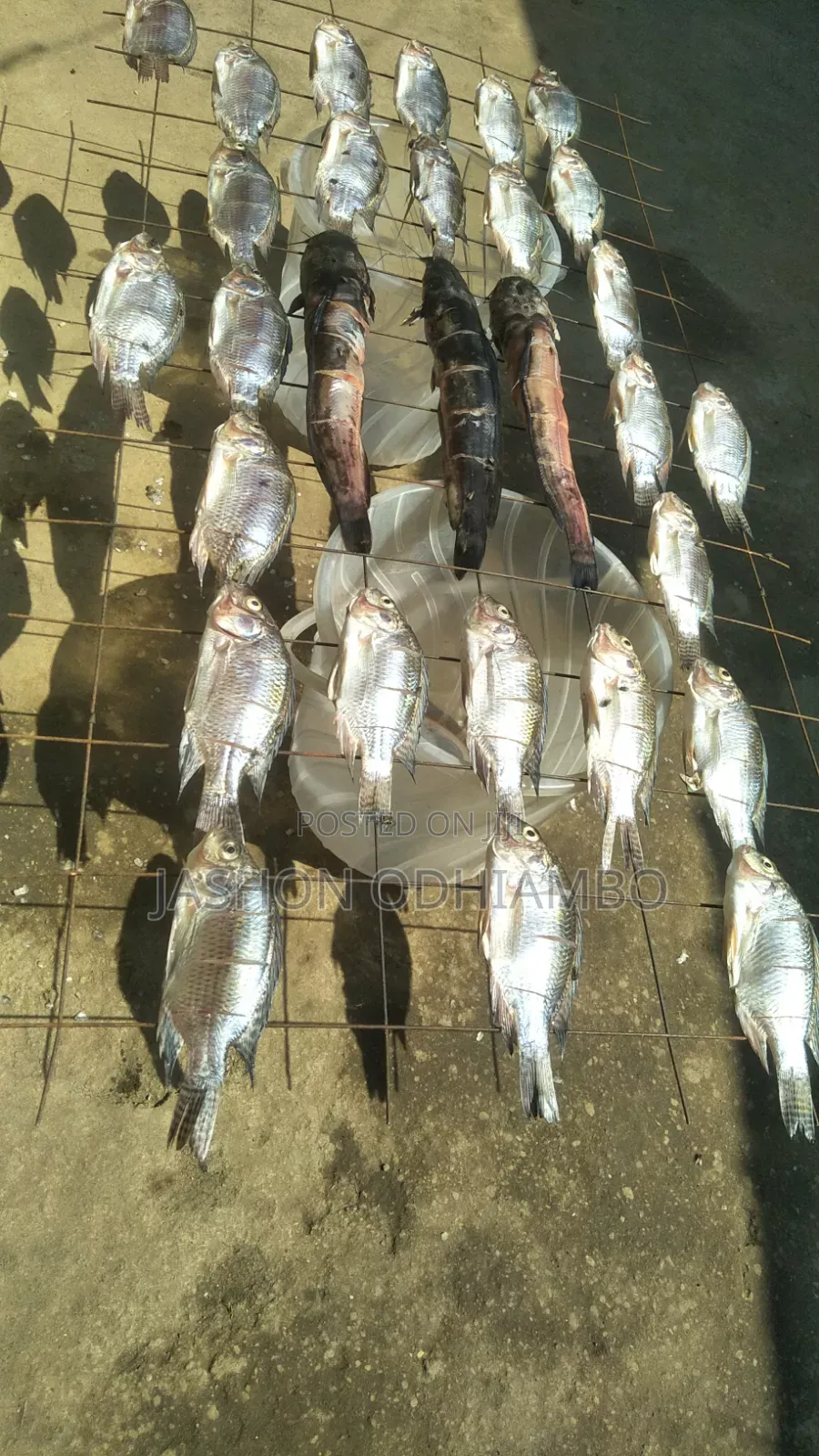 Fresh Tilapia for Sale
