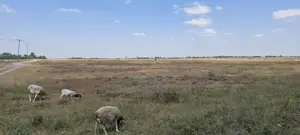 50 Acre Land for Sale in Kisaju