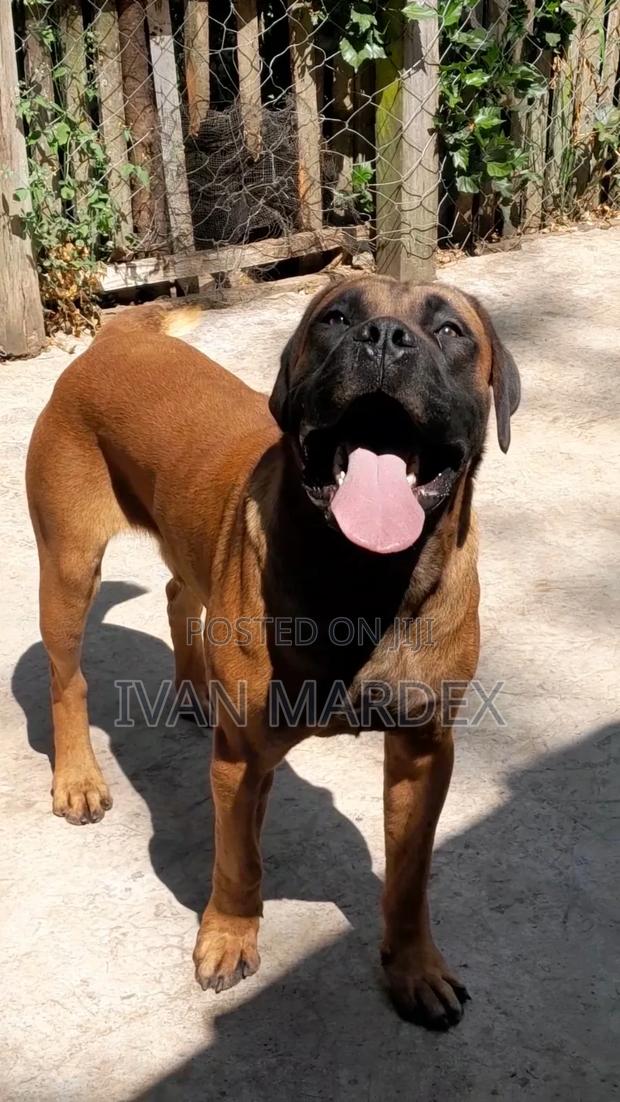 6-12 months Male Purebred Boerboel