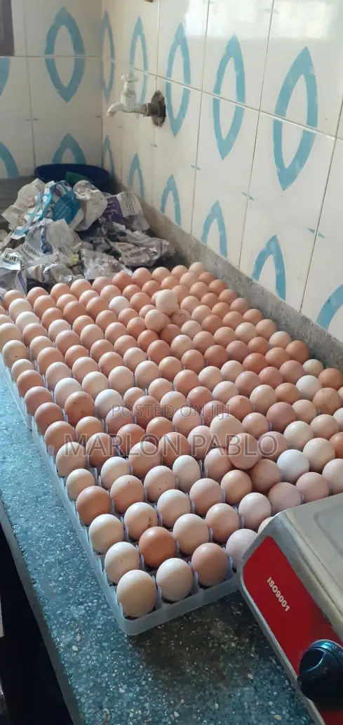 Egg Incubator