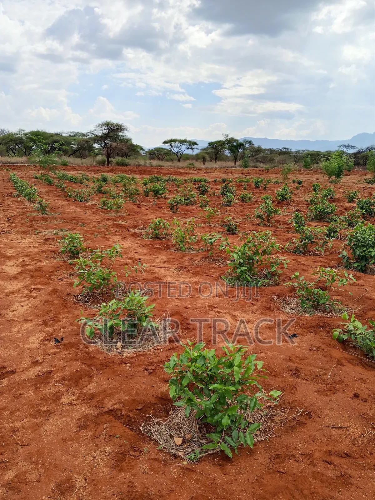 Prime 16-Acre Income-Generating Farm in Taveta - Borehole Dam