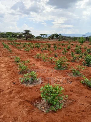 Prime 16-Acre Income-Generating Farm in Taveta - Borehole Dam