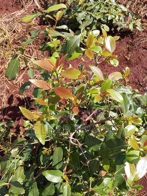 Prime 16-Acre Income-Generating Farm in Taveta - Borehole Dam