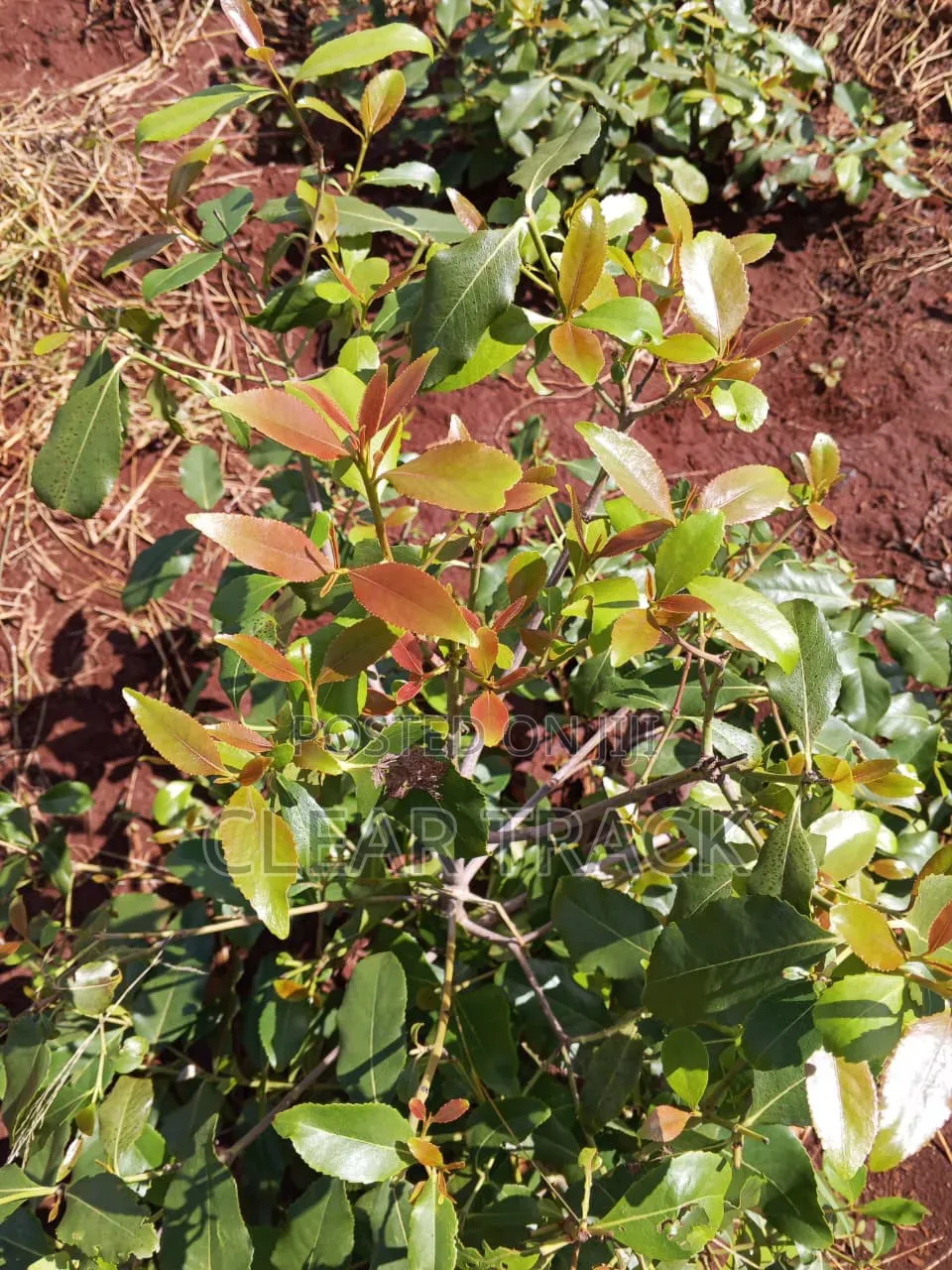 Prime 16-Acre Income-Generating Farm in Taveta - Borehole Dam