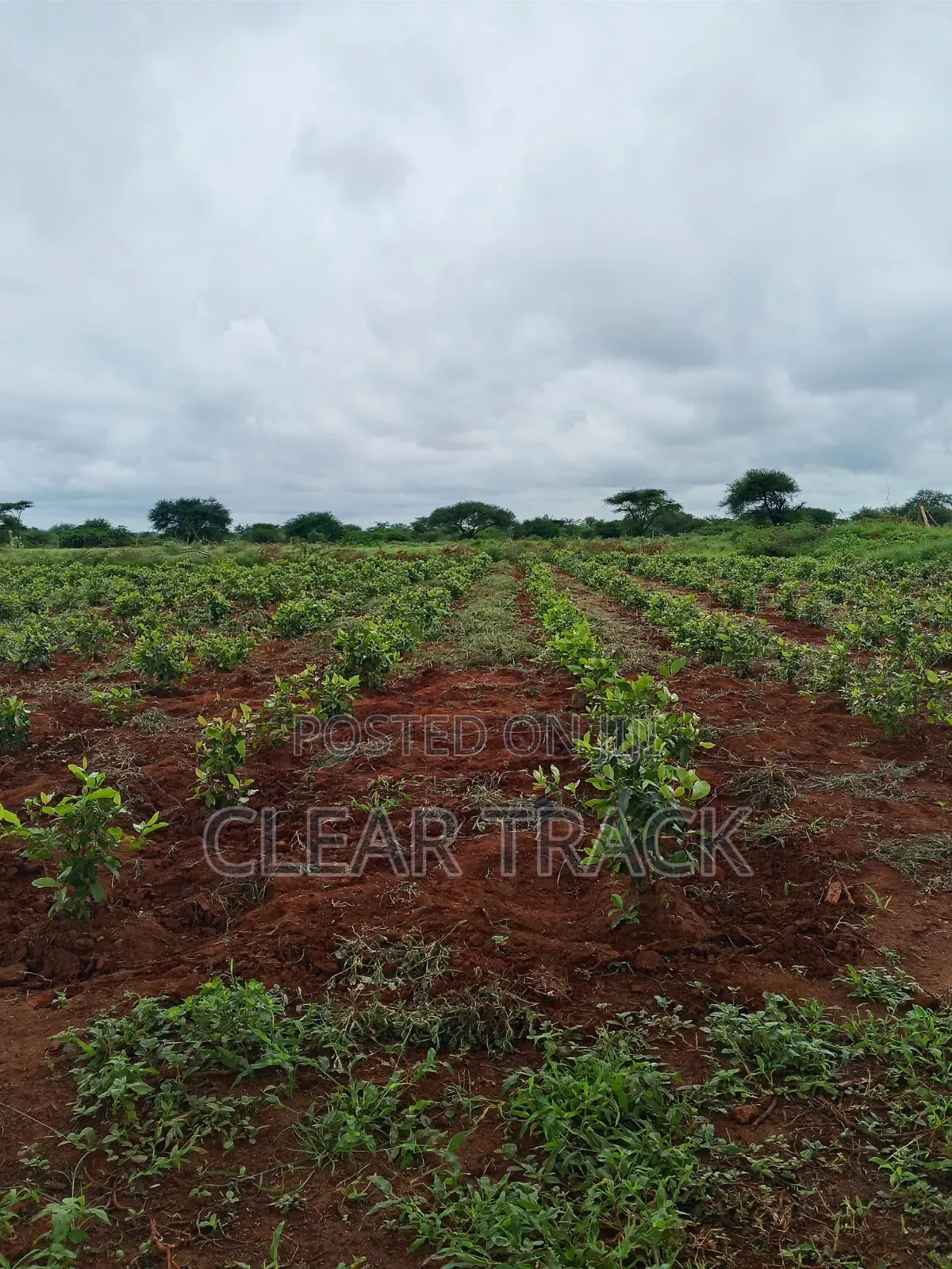 Prime 16-Acre Income-Generating Farm in Taveta - Borehole Dam