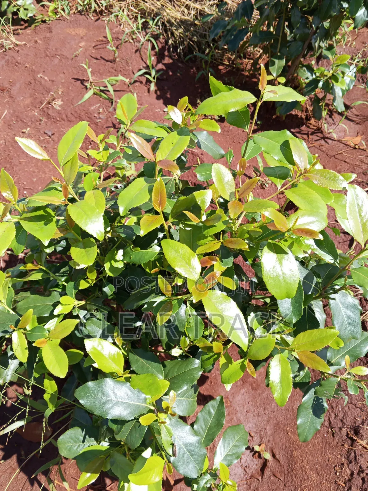 Prime 16-Acre Income-Generating Farm in Taveta - Borehole Dam