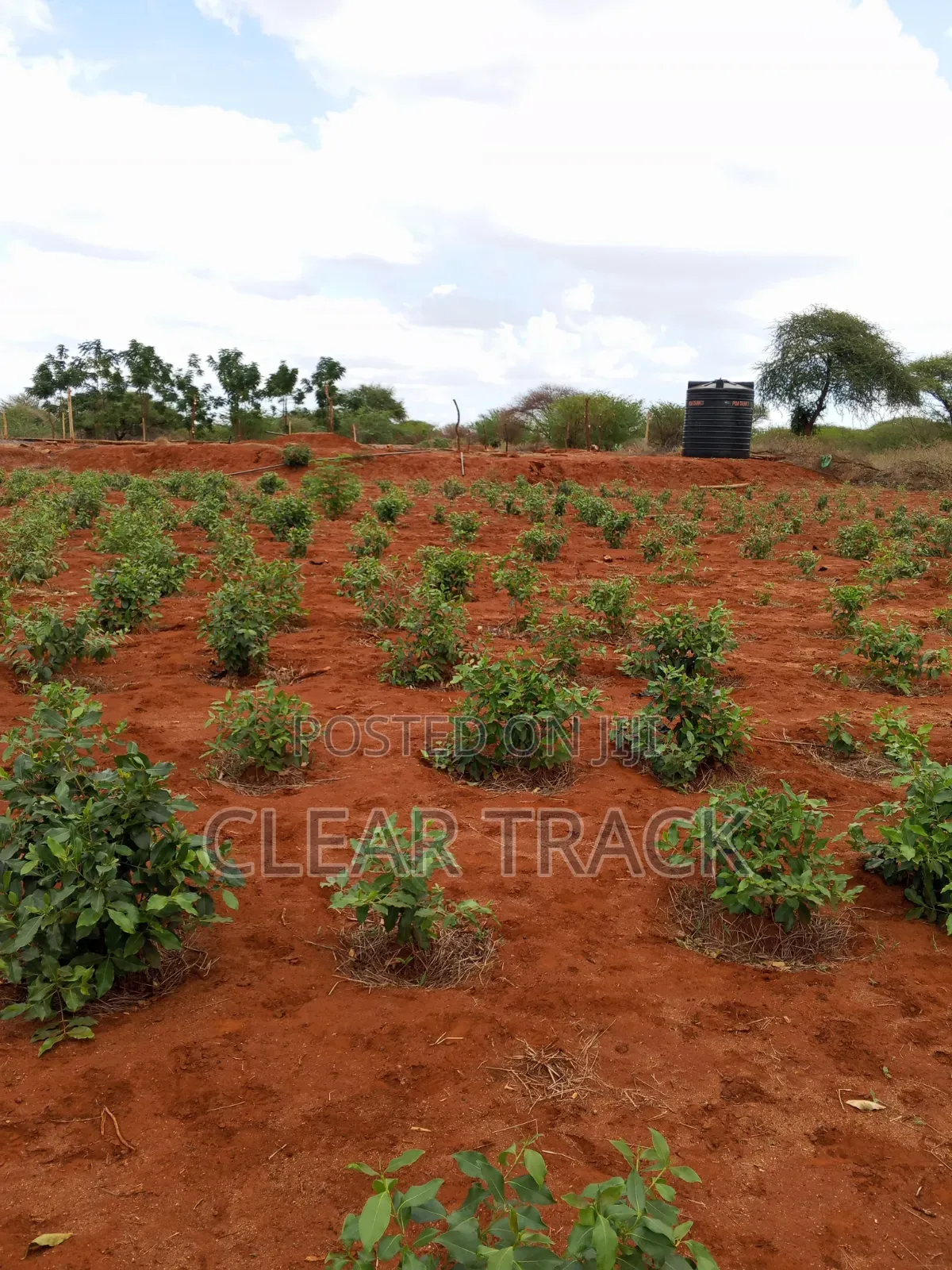 Prime 16-Acre Income-Generating Farm in Taveta - Borehole Dam