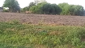 Farming Land in Magarini
