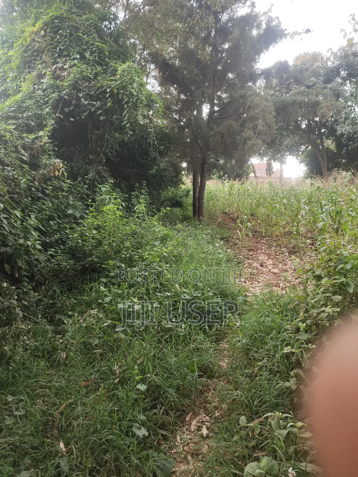 1/4 Acre Plot on Sale