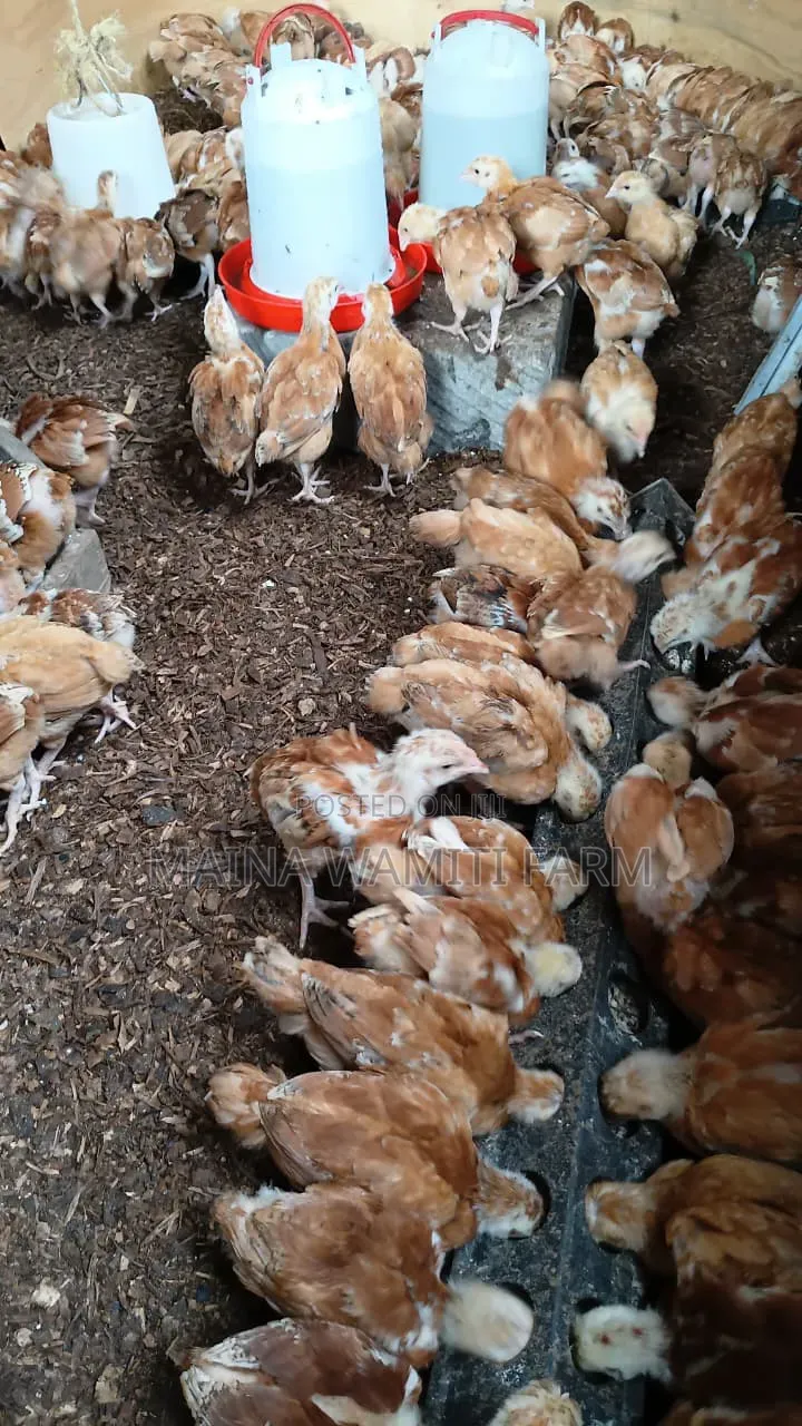 Kenbro Improved Kienyeji Chicks Fully Vaccinated 1 Month Old
