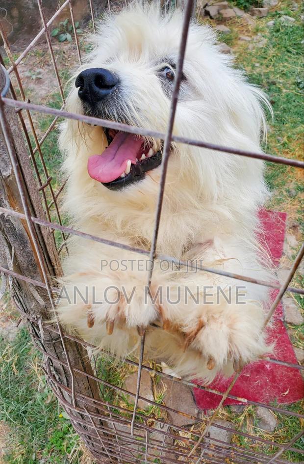 1+ year Male Mixed Breed Maltese