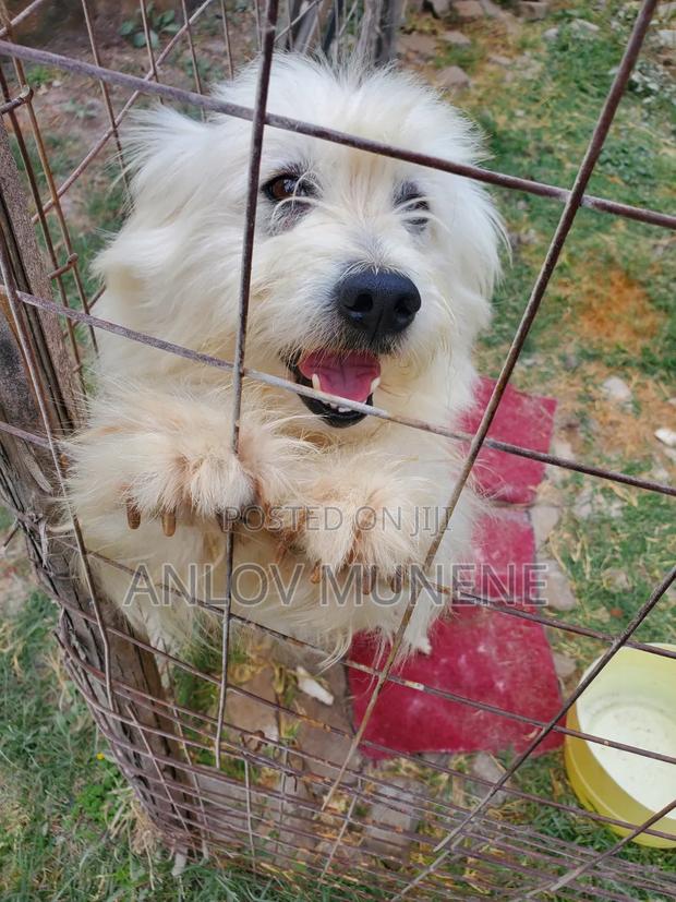 1+ year Male Mixed Breed Maltese - thumbnail 3